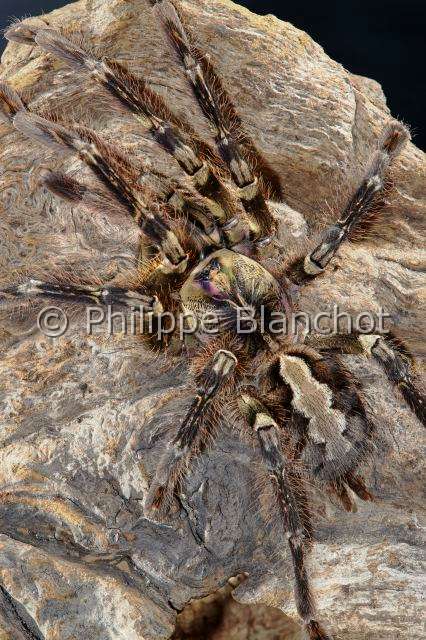 Theraphosidae_1635.JPG - Sri Lanka, Araneae, Mygalomorphae, Theraphosidae, Mygale Pokie (Posseloteria fasciata), Tarantula, Fringed ornamental